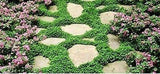 400 pcs Herniaria Glabra Seeds Green Carpet Ground Cover