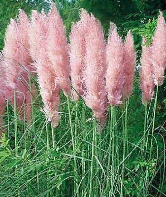 200-Pcs Grass Seeds Impressive Pink Pompous Grass