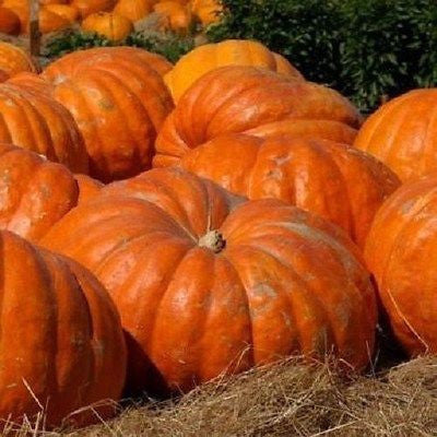 30- Vegetable Seeds Atkantic Giant Pumpkin Seeds