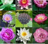 24- Assorted -SM - Lotus Seeds  Hydroponic Plants Blended Color