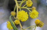 50 - Golden Albizzia seeds beautiful Golden acacia tree Yellow Albizzia flower Seeds bonsai