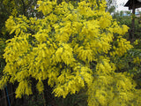 50 - Golden Albizzia seeds beautiful Golden acacia tree Yellow Albizzia flower Seeds bonsai