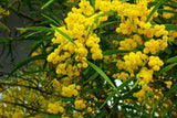 50 - Golden Albizzia seeds beautiful Golden acacia tree Yellow Albizzia flower Seeds bonsai