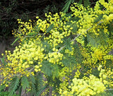 50 - Golden Albizzia seeds beautiful Golden acacia tree Yellow Albizzia flower Seeds bonsai