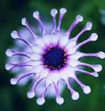 50 PCS Blue Daisy Hardy Plant Flowering Seed Osteospermum Seeds