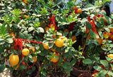 50 pcs- Lemon Seeds, Balcony Patio Potted Fruit Trees Planted Seeds