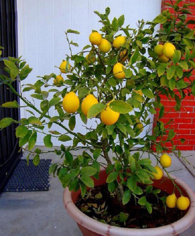 50 pcs- Lemon Seeds, Balcony Patio Potted Fruit Trees Planted Seeds