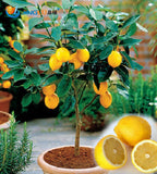 50 pcs- Lemon Seeds, Balcony Patio Potted Fruit Trees Planted Seeds