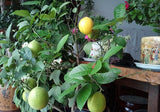 50 pcs- Lemon Seeds, Balcony Patio Potted Fruit Trees Planted Seeds