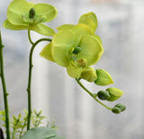 100 pcs Rare Green Phalaenopsis Seeds Bonsai Balcony Flower Orchid Seeds