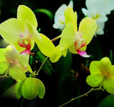 100 pcs Rare Green Phalaenopsis Seeds Bonsai Balcony Flower Orchid Seeds