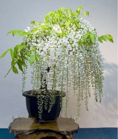 10 pcs White Wisteria Flower Seeds Wisteria sinensis Free shipping