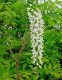 10 pcs White Wisteria Flower Seeds Wisteria sinensis Free shipping