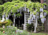 10 pcs White Wisteria Flower Seeds Wisteria sinensis Free shipping