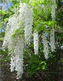 10 pcs White Wisteria Flower Seeds Wisteria sinensis Free shipping