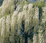 10 pcs White Wisteria Flower Seeds Wisteria sinensis Free shipping