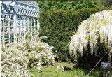 10 pcs White Wisteria Flower Seeds Wisteria sinensis Free shipping