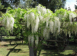 10 pcs White Wisteria Flower Seeds Wisteria sinensis Free shipping