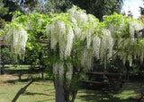 10 pcs White Wisteria Flower Seeds Wisteria sinensis Free shipping