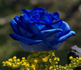 Bonsai Rose Seeds Pink, White, Red, Purple, Green, Yellow, Blue, Rainbow