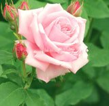 Bonsai Rose Seeds Pink, White, Red, Purple, Green, Yellow, Blue, Rainbow