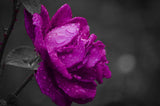 Bonsai Rose Seeds Pink, White, Red, Purple, Green, Yellow, Blue, Rainbow