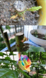 Bonsai Rose Seeds Pink, White, Red, Purple, Green, Yellow, Blue, Rainbow