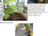 Bonsai Rose Seeds Pink, White, Red, Purple, Green, Yellow, Blue, Rainbow