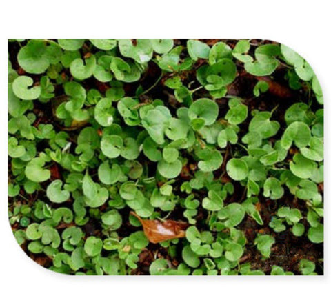 Dichondra repens, 100 seeds, full sun, perfect ground cover for warm climates,container garden, paved walkway