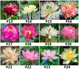 24- Assorted -SM - Lotus Seeds  Hydroponic Plants Blended Color