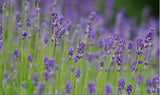 125+ PCS Lavender Seeds Herb Seeds Garden Balcony Pot Four Seasons Flower Seeds