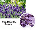 125+ PCS Lavender Seeds Herb Seeds Garden Balcony Pot Four Seasons Flower Seeds