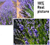 125+ PCS Lavender Seeds Herb Seeds Garden Balcony Pot Four Seasons Flower Seeds