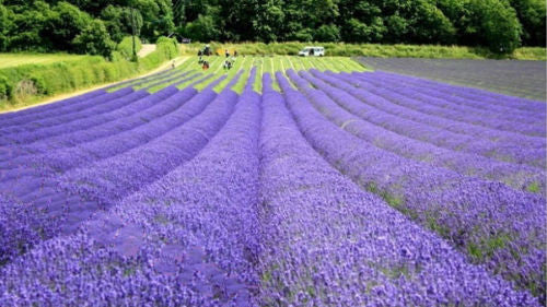 125+ PCS Lavender Seeds Herb Seeds Garden Balcony Pot Four Seasons Flower Seeds