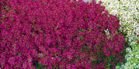 Rare Creeping Thyme Seeds 10pcs/bag, Thymus Serpyllum Magic Carpet Perennial Flower Seeds for Garden, Flower Seeds