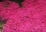 Rare Creeping Thyme Seeds 10pcs/bag, Thymus Serpyllum Magic Carpet Perennial Flower Seeds for Garden, Flower Seeds