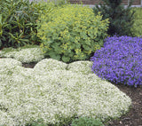 Rare Creeping Thyme Seeds 10pcs/bag, Thymus Serpyllum Magic Carpet Perennial Flower Seeds for Garden, Flower Seeds