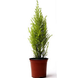 Rare tree seed 50 Italian cypress (Cupressus sempervirens )Tree, bonsai tree for flower pot planters