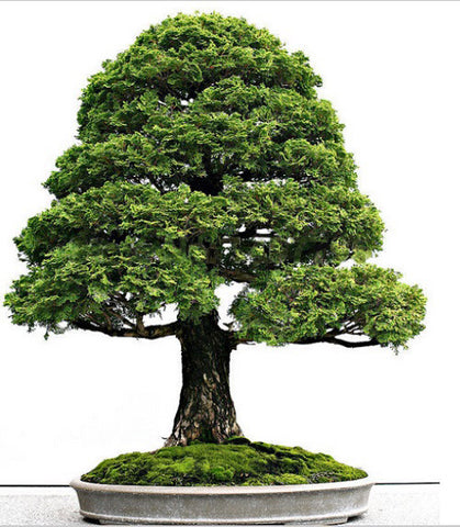 Rare tree seed 50 Italian cypress (Cupressus sempervirens )Tree, bonsai tree for flower pot planters