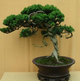 Rare tree seed 50 Italian cypress (Cupressus sempervirens )Tree, bonsai tree for flower pot planters