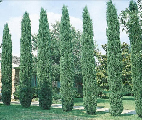 Tree seeds 50 pcs ITALIAN CYPRESS (Cupressus Sempervirens Stricta) seeds Home gardening,Free shipping !