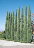 Tree seeds 50 pcs ITALIAN CYPRESS (Cupressus Sempervirens Stricta) seeds Home gardening,Free shipping !