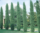 Tree seeds 50 pcs ITALIAN CYPRESS (Cupressus Sempervirens Stricta) seeds Home gardening,Free shipping !