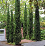 Tree seeds 50 pcs ITALIAN CYPRESS (Cupressus Sempervirens Stricta) seeds Home gardening,Free shipping !