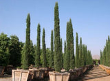 Tree seeds 50 pcs ITALIAN CYPRESS (Cupressus Sempervirens Stricta) seeds Home gardening,Free shipping !