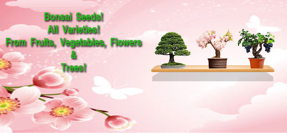 Dollars To Save Bonsai